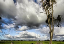 米兰捕鱼-帕尔梅拉斯防线稳固，力拼塔斯马尼亚联全力拿分